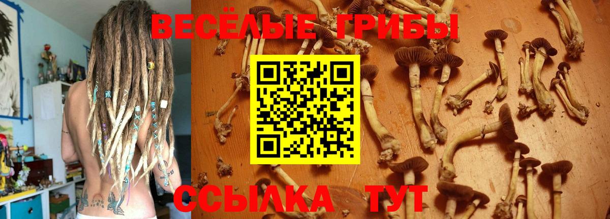 Псилоцибиновые грибы Psilocybine cubensis  Галлюциногенные грибы Psilocybine cubensis  Геленджик  Вход с VPN 